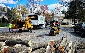 Trusted Snyderville, UT  Tree Services Experts